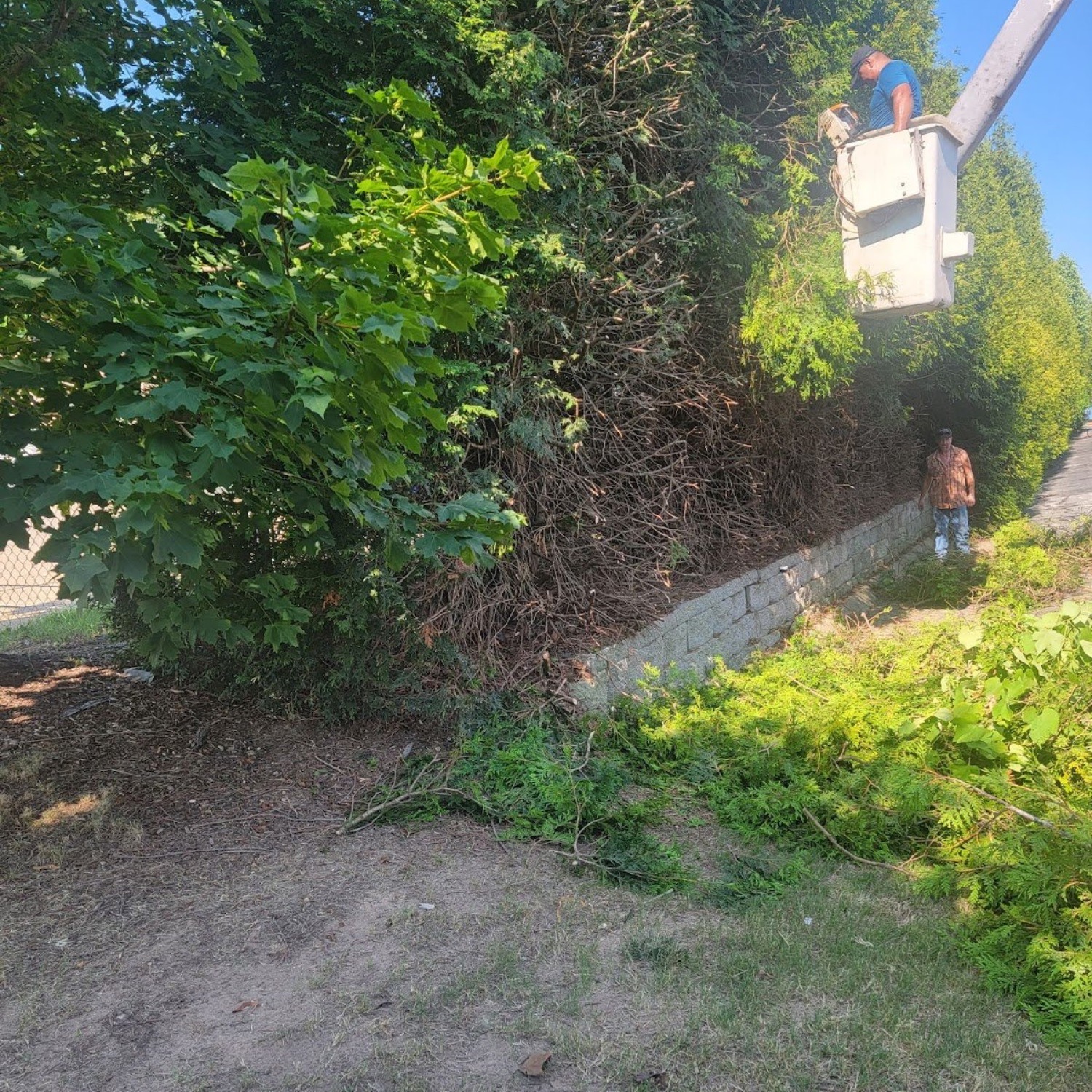 Tree trimming work