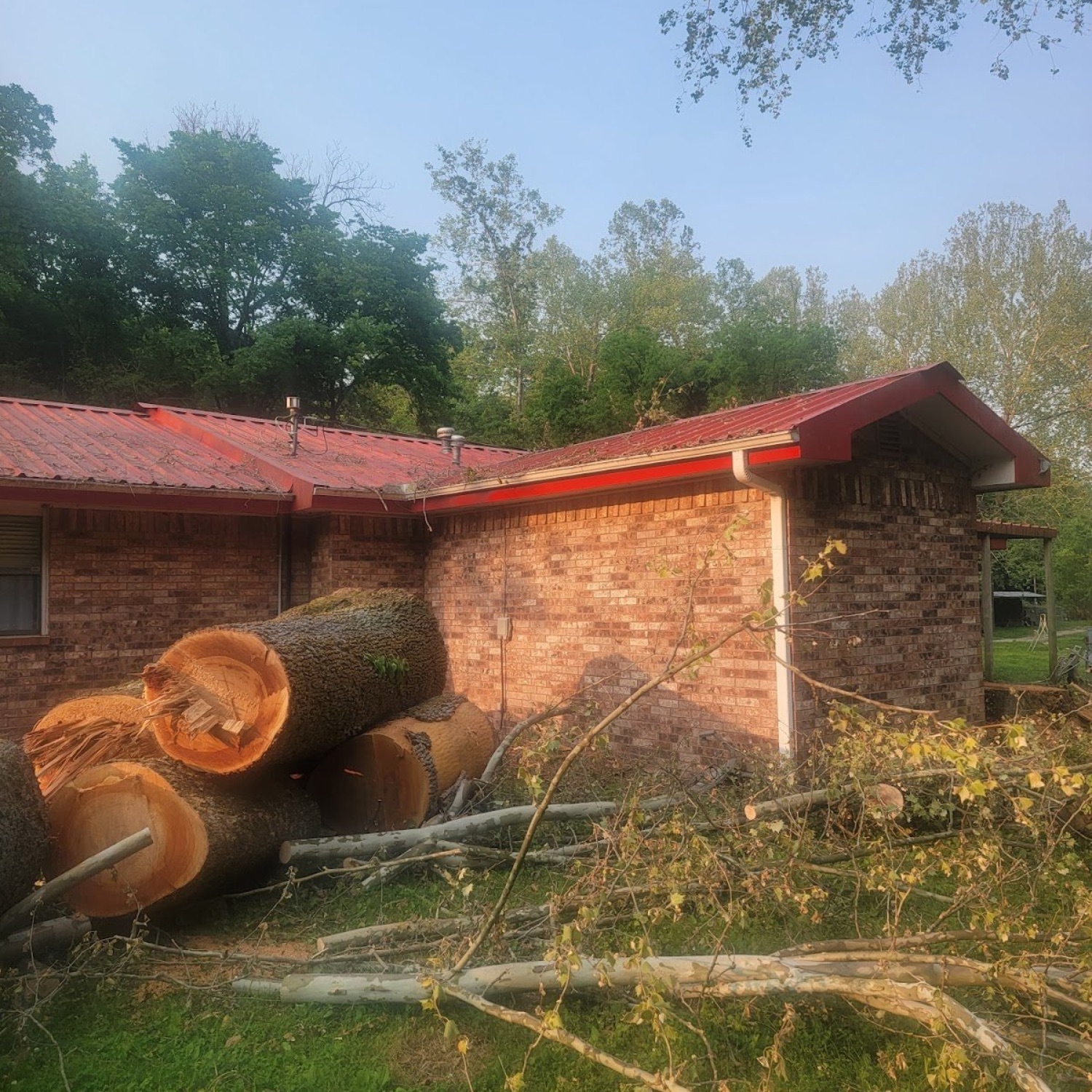 Professional tree care