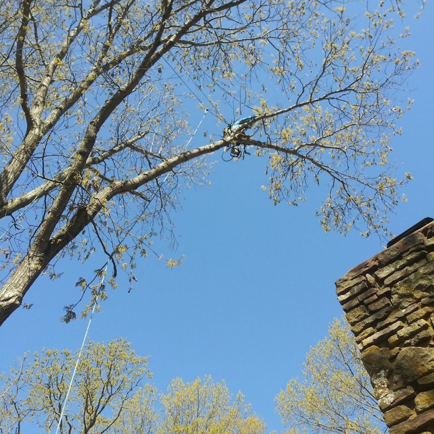 Lot clearing project