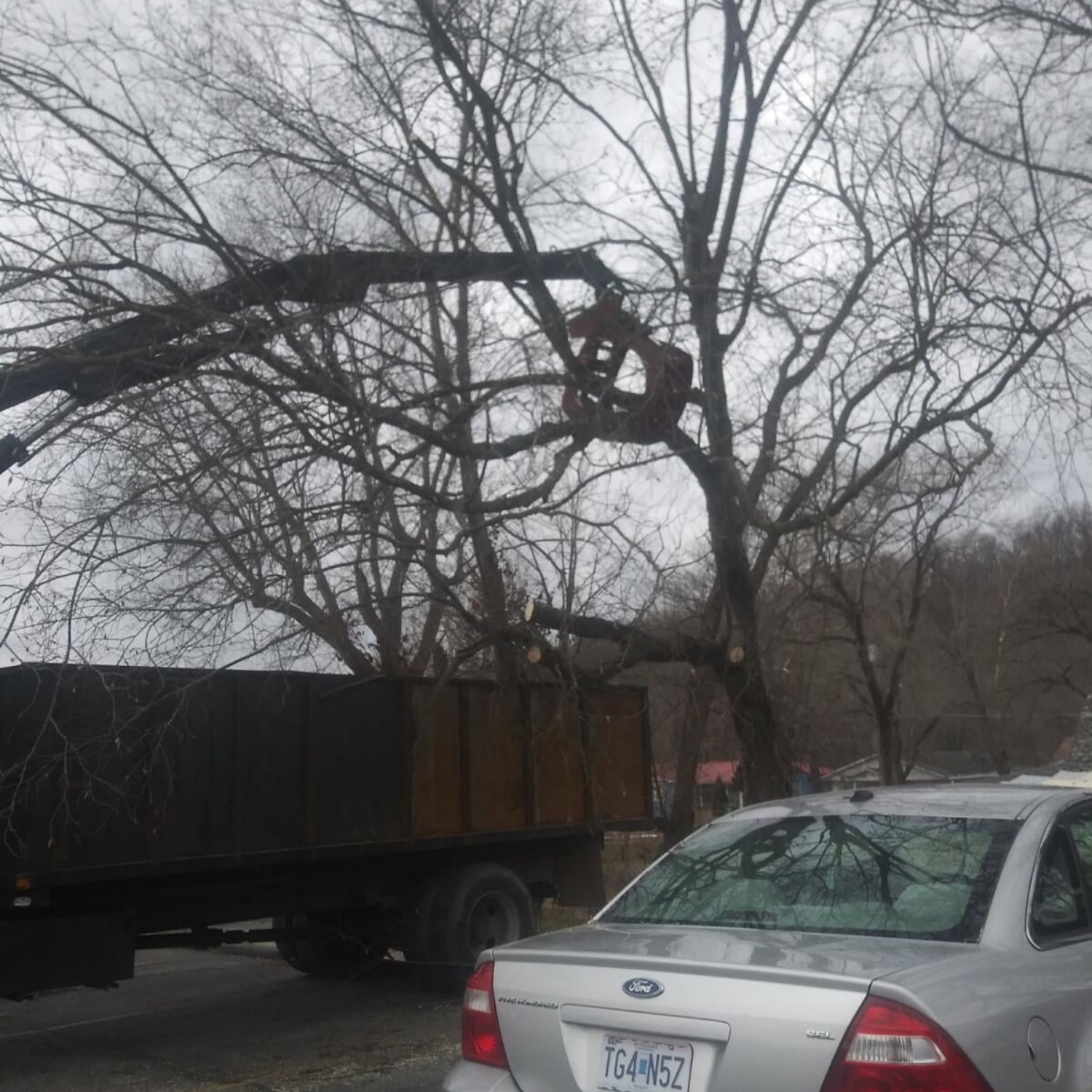 Tree service results
